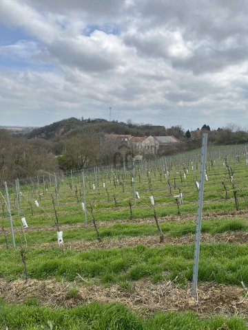 Eladó mezogazdasagi ingatlan, Villányban 14.73 M Ft