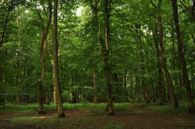 Eladó mezogazdasagi ingatlan, Egyházaskozáron 730 M Ft