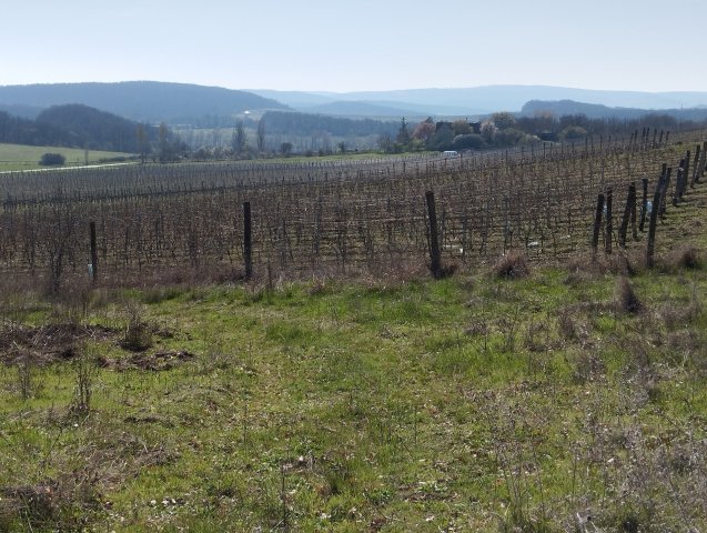 Eladó mezogazdasagi ingatlan, Balatonszőlősön 25 M Ft