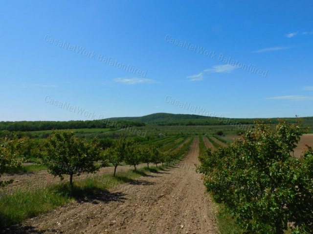 Eladó mezogazdasagi ingatlan, Zánkán 149 M Ft