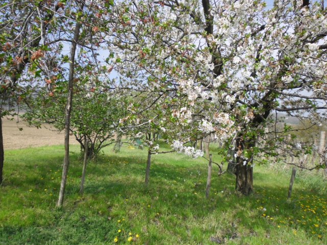 Eladó mezogazdasagi ingatlan, Szekszárdon 4.2 M Ft