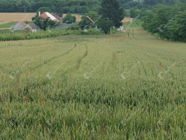 Eladó telek, Pázmándfalun 5.9 M Ft / költözzbe.hu