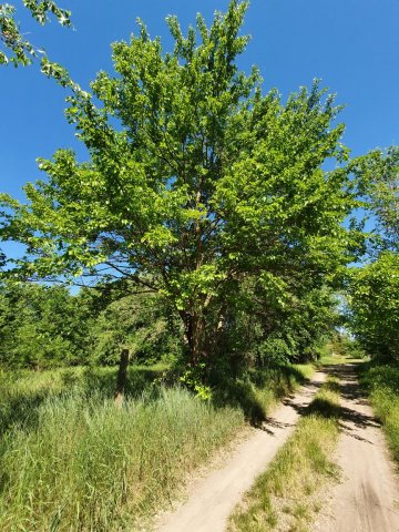 Eladó telek, Nagykőrösön 5.75 M Ft / költözzbe.hu