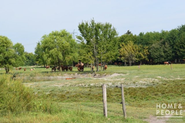 Eladó mezogazdasagi ingatlan, Domaszéken 6.49 M Ft, 2 szobás