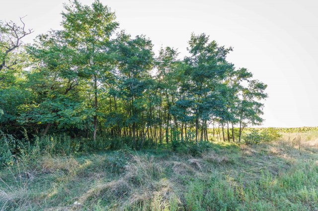 Eladó mezogazdasagi ingatlan, Lovasberényben 5.5 M Ft