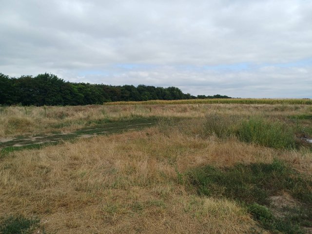 Eladó mezogazdasagi ingatlan, Tiszakeszin 650 M Ft