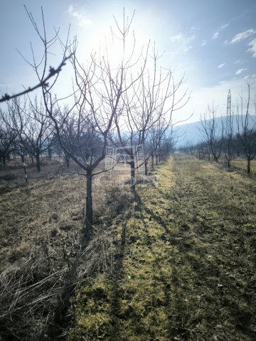 Eladó mezogazdasagi ingatlan, Pomázon 9.8 M Ft