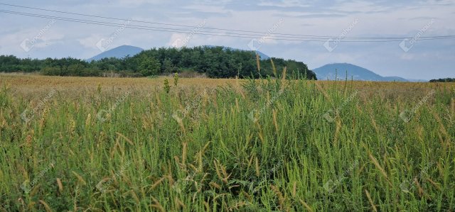 Eladó ipari ingatlan, Sárospatakon, Nefelejcs utcában 349 M Ft