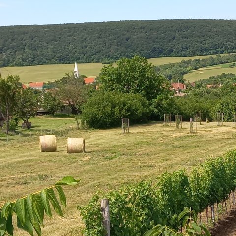 Eladó telek, Szentantalfán 37.6 M Ft / költözzbe.hu