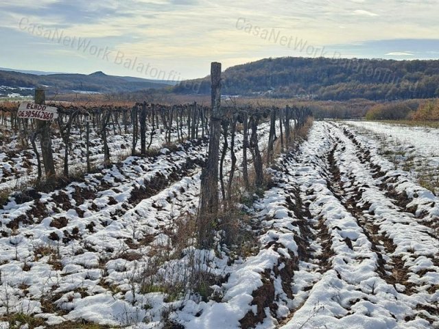 Eladó mezogazdasagi ingatlan, Balatoncsicsón 4.3 M Ft