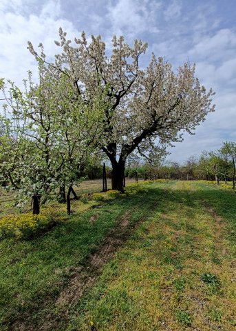 Eladó mezogazdasagi ingatlan, Jánoshalmán 7 M Ft