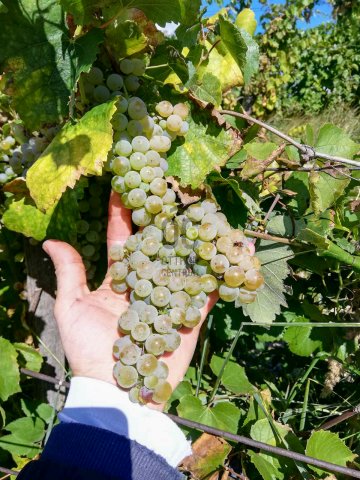 Eladó mezogazdasagi ingatlan, Csókakőn 11.3 M Ft
