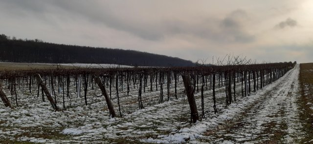 Eladó mezogazdasagi ingatlan, Balatoncsicsón 24.2 M Ft