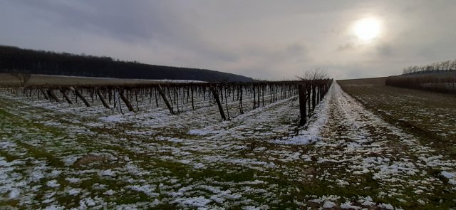 Eladó mezogazdasagi ingatlan, Balatoncsicsón 24.2 M Ft