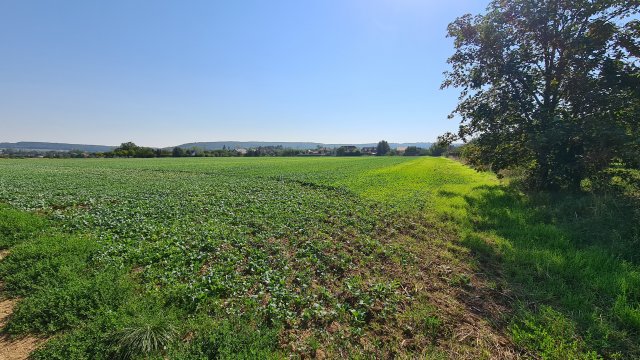 Eladó telek, Sopronban 9.8 M Ft / költözzbe.hu