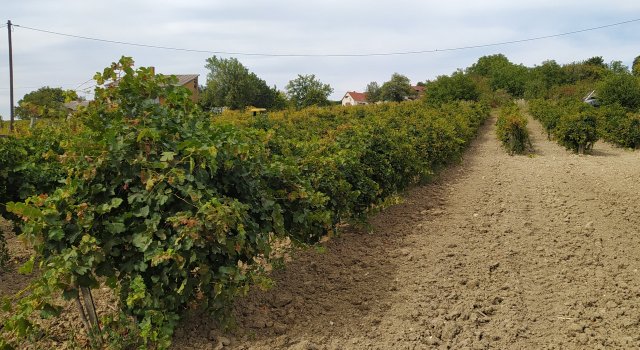 Eladó telek, Szentantalfán 39 M Ft / költözzbe.hu