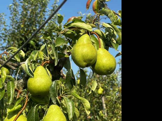 Eladó mezogazdasagi ingatlan, Bocföldén 129 M Ft