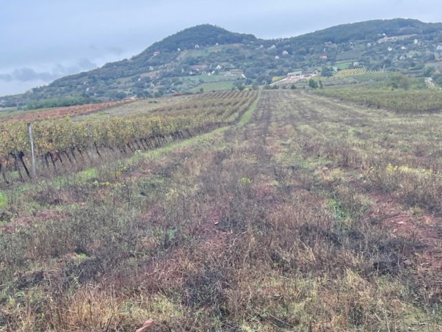 Eladó mezogazdasagi ingatlan, Zánkán 6.9 M Ft