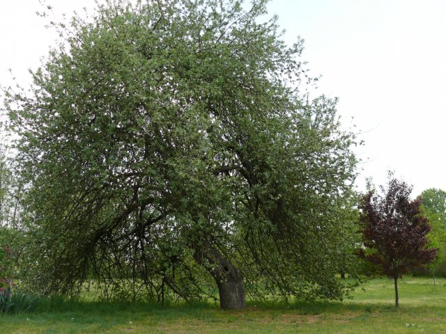 Eladó családi ház, Pusztahencsen 59.99 M Ft, 3 szobás