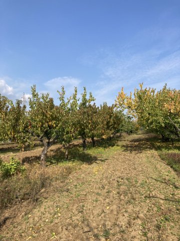 Eladó mezogazdasagi ingatlan, Pomázon 10.9 M Ft