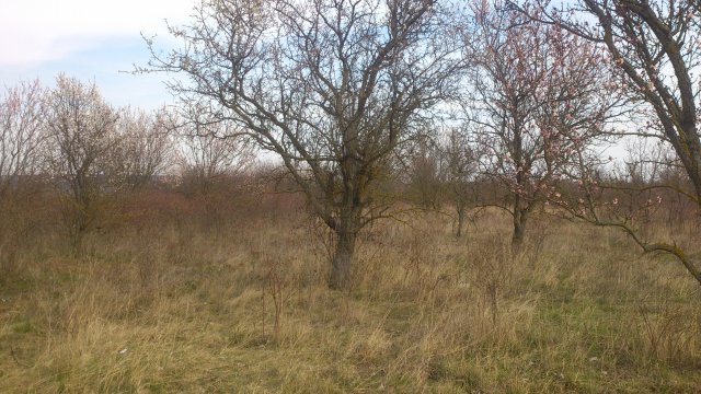 Eladó mezogazdasagi ingatlan, Balatonalmádiban 8 M Ft