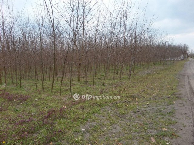 Eladó telek, Nagykőrösön 2.6 M Ft / költözzbe.hu