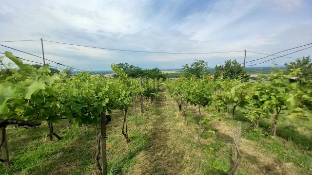 Eladó mezogazdasagi ingatlan, Somlószőlősön 13 M Ft