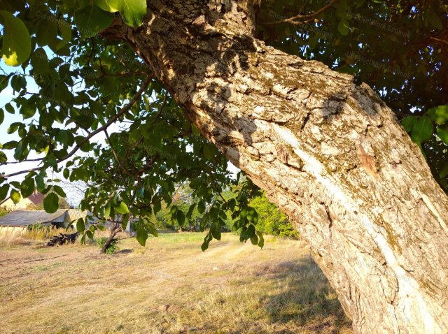 Eladó telek, Cibakházán 2.5 M Ft, 1 szobás