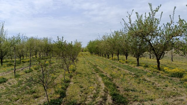 Eladó mezogazdasagi ingatlan, Jánoshalmán 7 M Ft