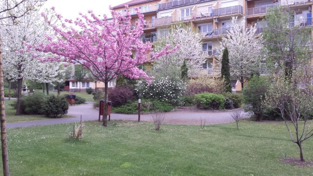 Kiadó téglalakás, albérlet, Budapesten, X. kerületben, 1 szobás