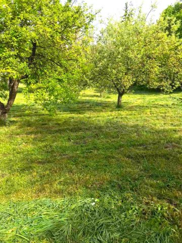 Eladó telek, Sárisápon 6.5 M Ft / költözzbe.hu