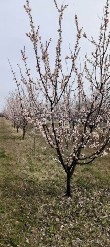 Eladó mezogazdasagi ingatlan, Pomázon 9.8 M Ft