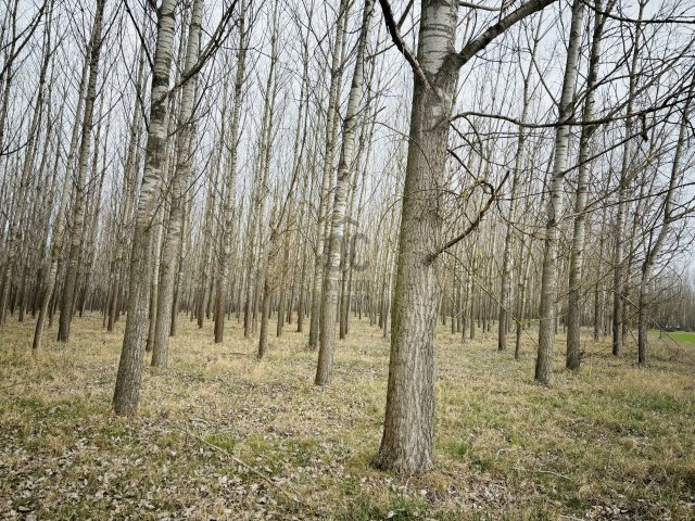 Eladó mezogazdasagi ingatlan, Nyársapáton 29.9 M Ft