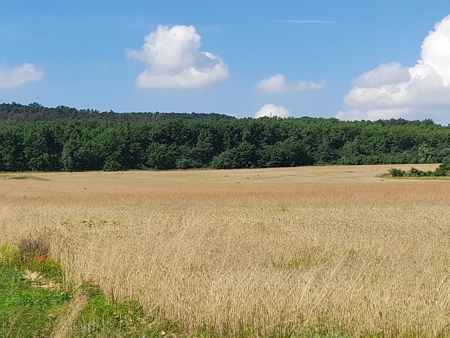 Eladó telek, Isaszegen, Ady Endre utcában 105 M Ft