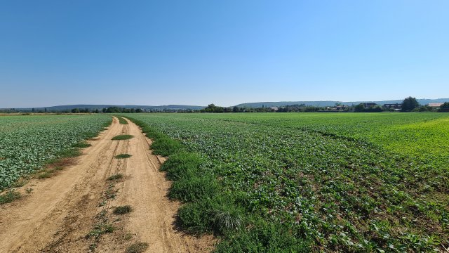 Eladó telek, Sopronban 9.8 M Ft / költözzbe.hu