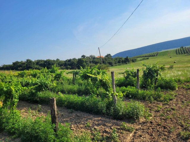 Eladó mezogazdasagi ingatlan, Balatoncsicsón 78 M Ft