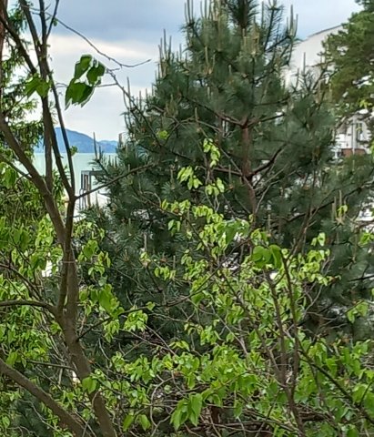 Eladó téglalakás, Balatonfenyvesen 248.031 M Ft, 4 szobás