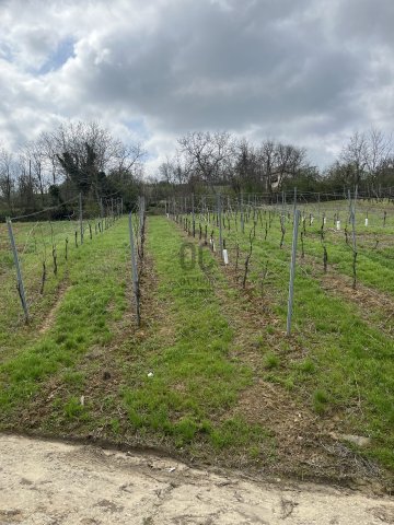 Eladó mezogazdasagi ingatlan, Villányban 4.4 M Ft