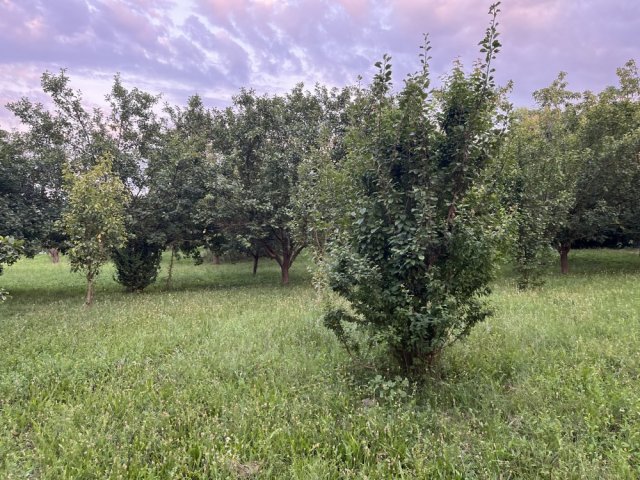 Eladó telek, Csépen 15.5 M Ft / költözzbe.hu