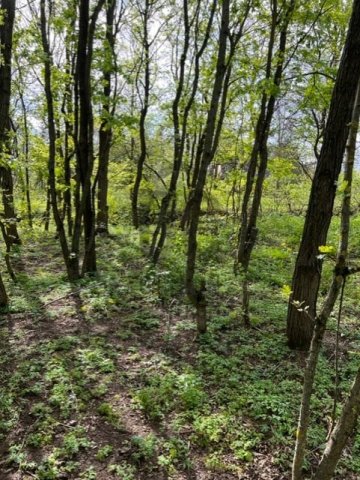 Eladó telek, Kismaroson 5.2 M Ft / költözzbe.hu