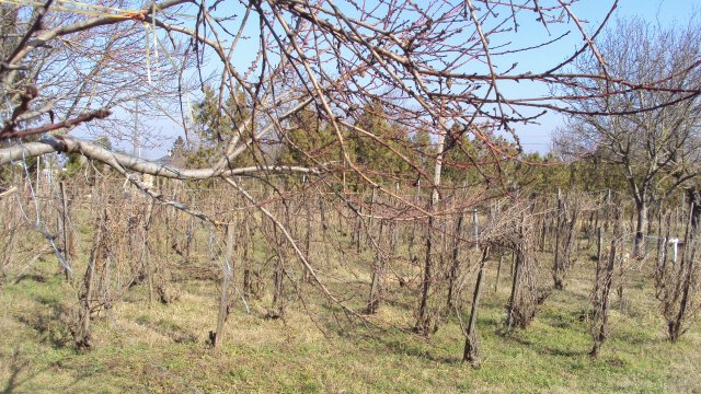 Eladó telek, Kőszárhegyen 8.9 M Ft / költözzbe.hu