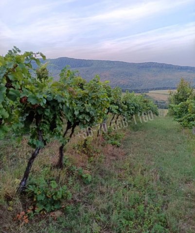 Eladó telek, Szendehelyen 3.5 M Ft / költözzbe.hu