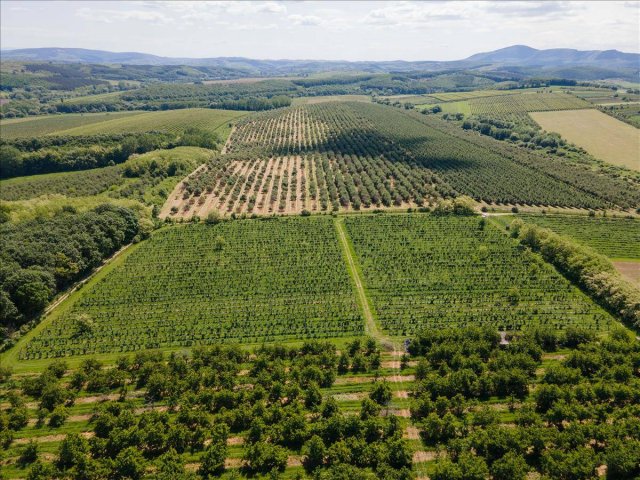 Eladó mezogazdasagi ingatlan, Nógrádon 19.9 M Ft