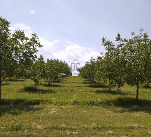 Eladó mezogazdasagi ingatlan, Pakson 50.325 M Ft