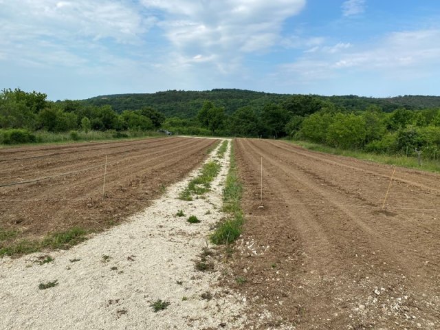 Eladó telek, Lovason 52 M Ft / költözzbe.hu