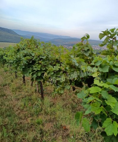 Eladó telek, Szendehelyen 3.5 M Ft / költözzbe.hu