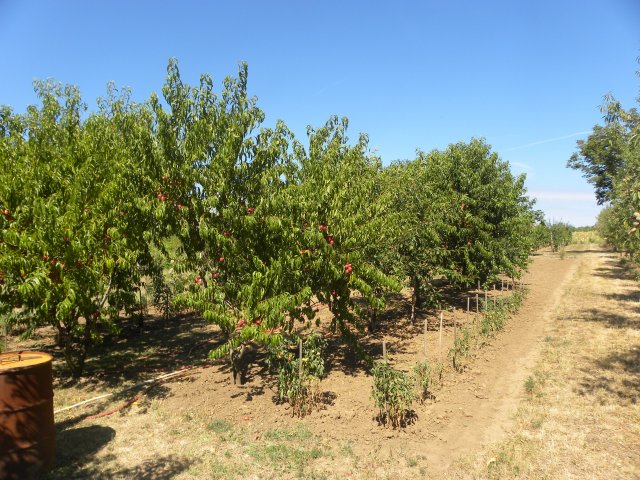 Eladó családi ház, Mohácson 13.9 M Ft, 2 szobás