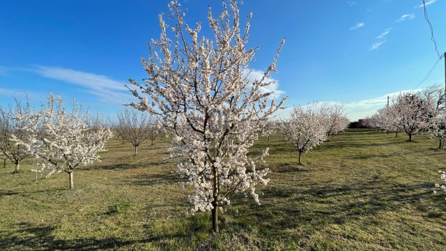 Eladó telek, Balatonkenesén 85 M Ft / költözzbe.hu