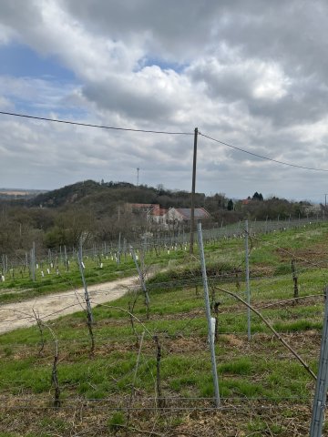 Eladó mezogazdasagi ingatlan, Villányban 14.73 M Ft