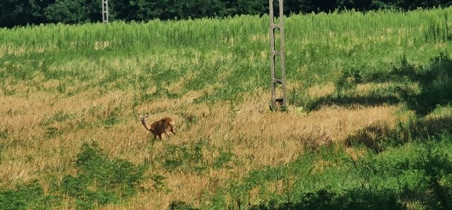 Eladó mezogazdasagi ingatlan, Üllőn 465 M Ft